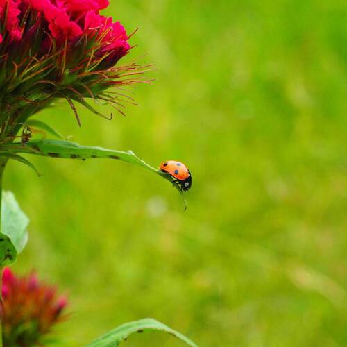 Coccinelles, scarabées