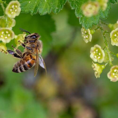 Bienen, Wespen