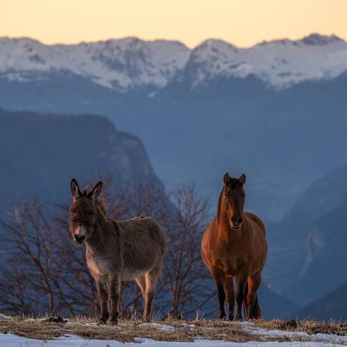 Chevaux / ânes
