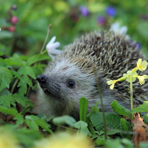 Igel