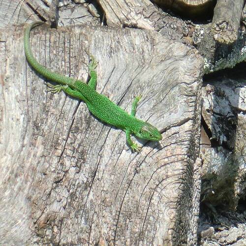 Lézards, geckos, salamandres