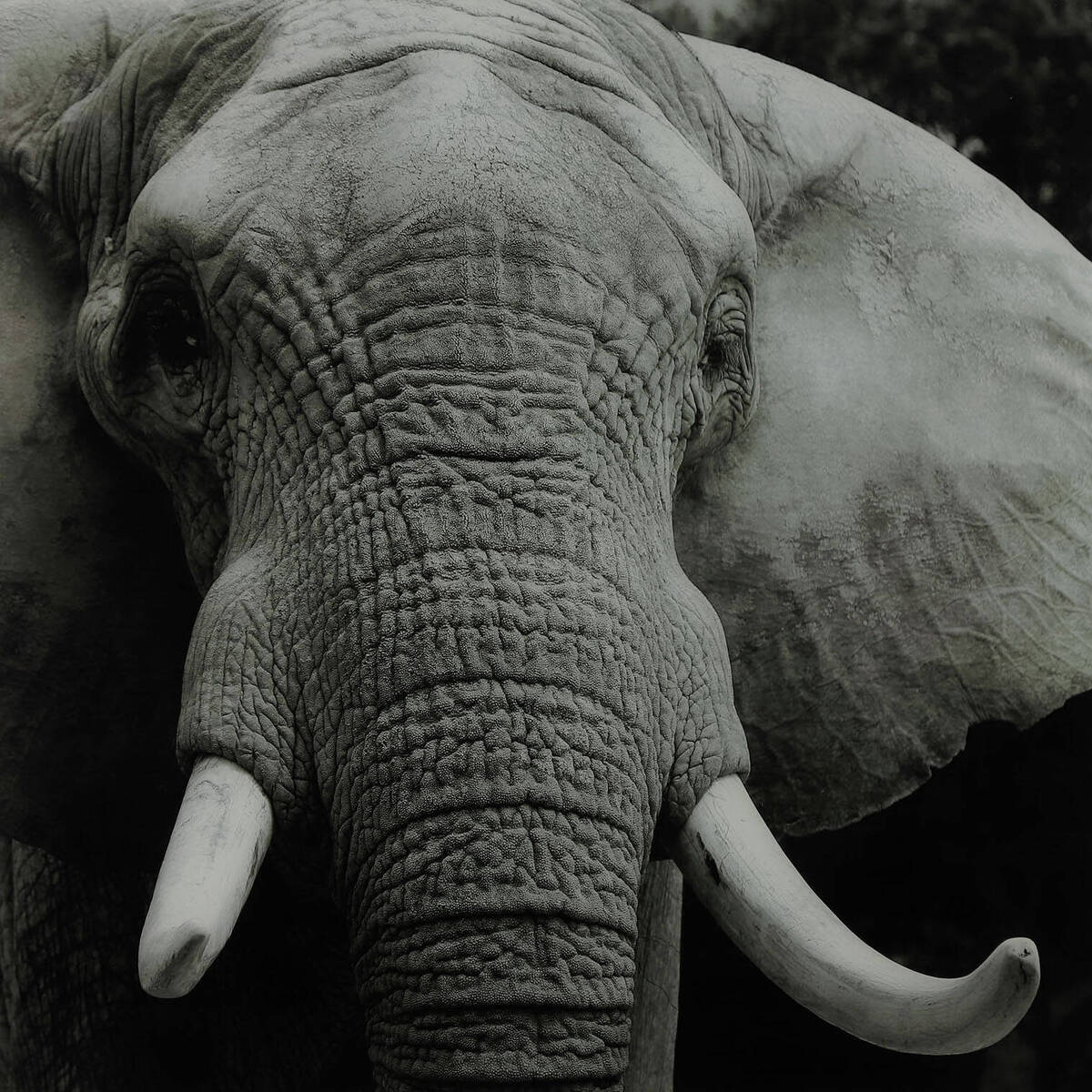 Tableau éléphant, noir/blanc, 80x80 cm 