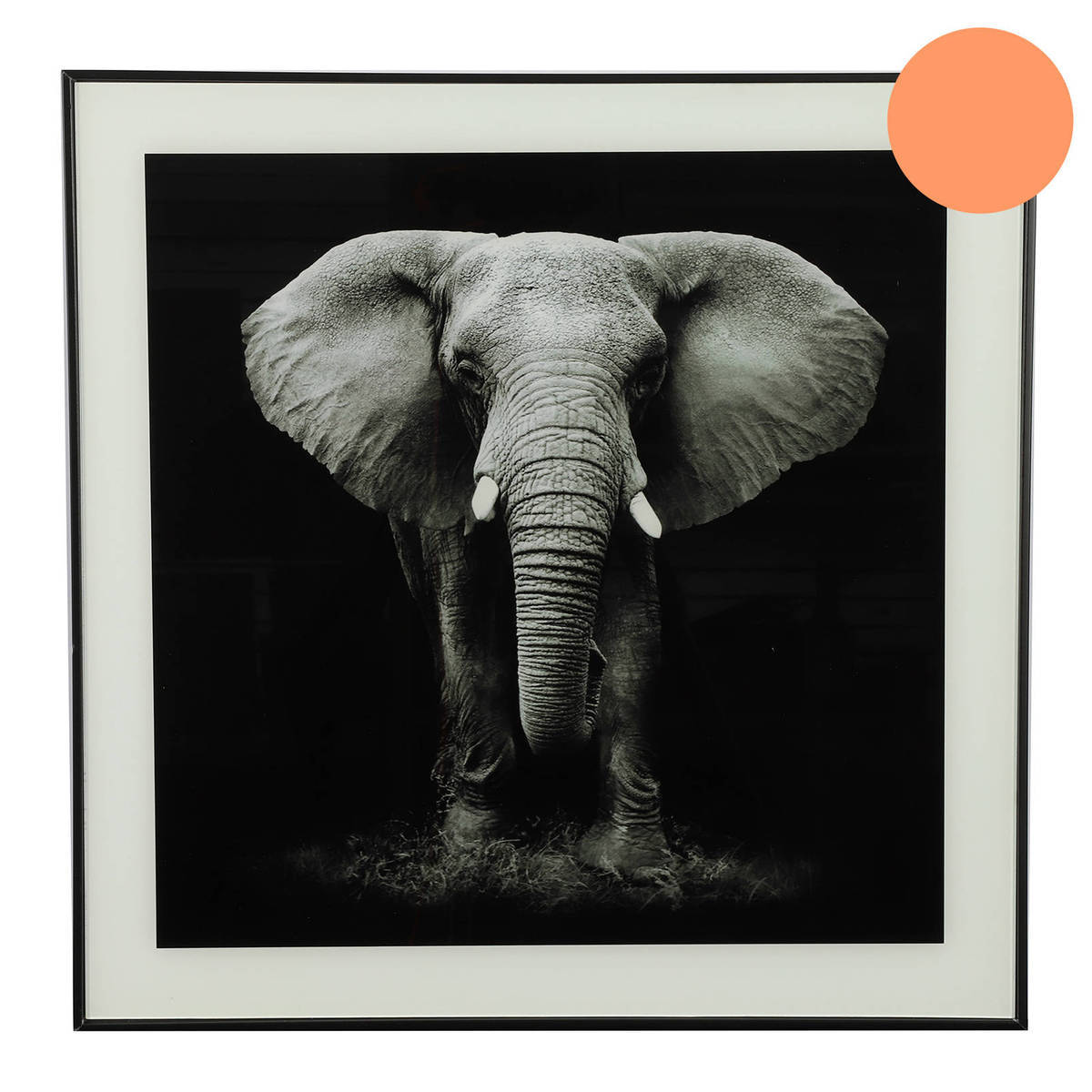 Tableau éléphant, noir/blanc, 50x50 cm 