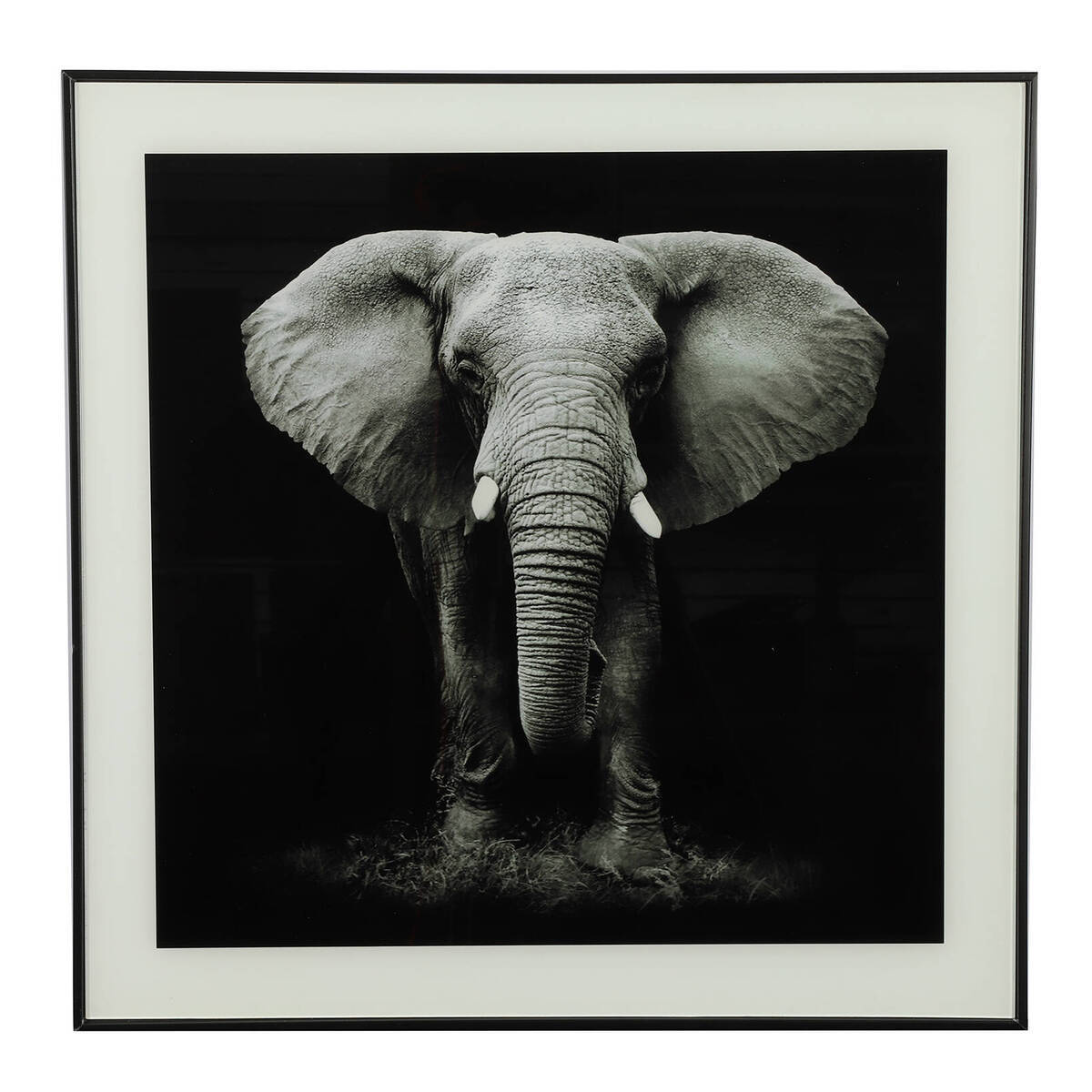 Tableau éléphant, noir/blanc, 50x50 cm 