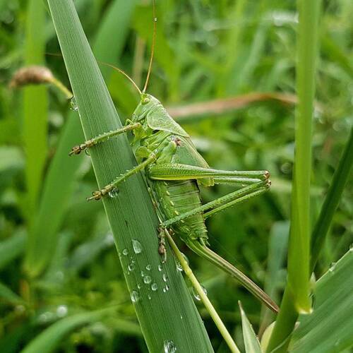 Grillons / sauterelles